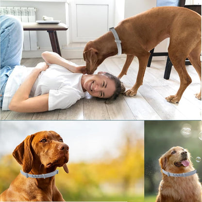 Dog Flea & Tick Collar – Adjustable, Waterproof Protection
